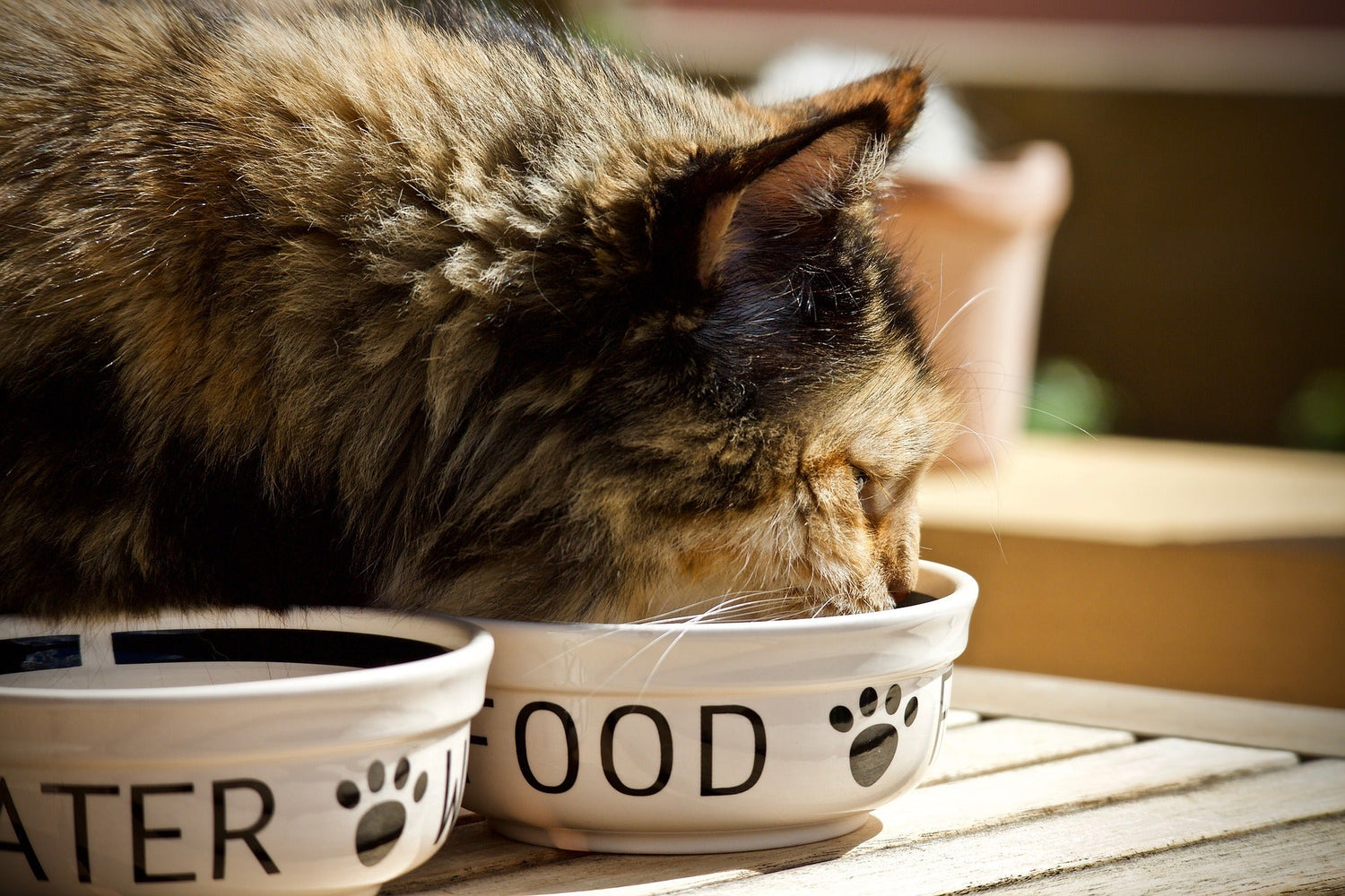 Pet Bowls/Feeding