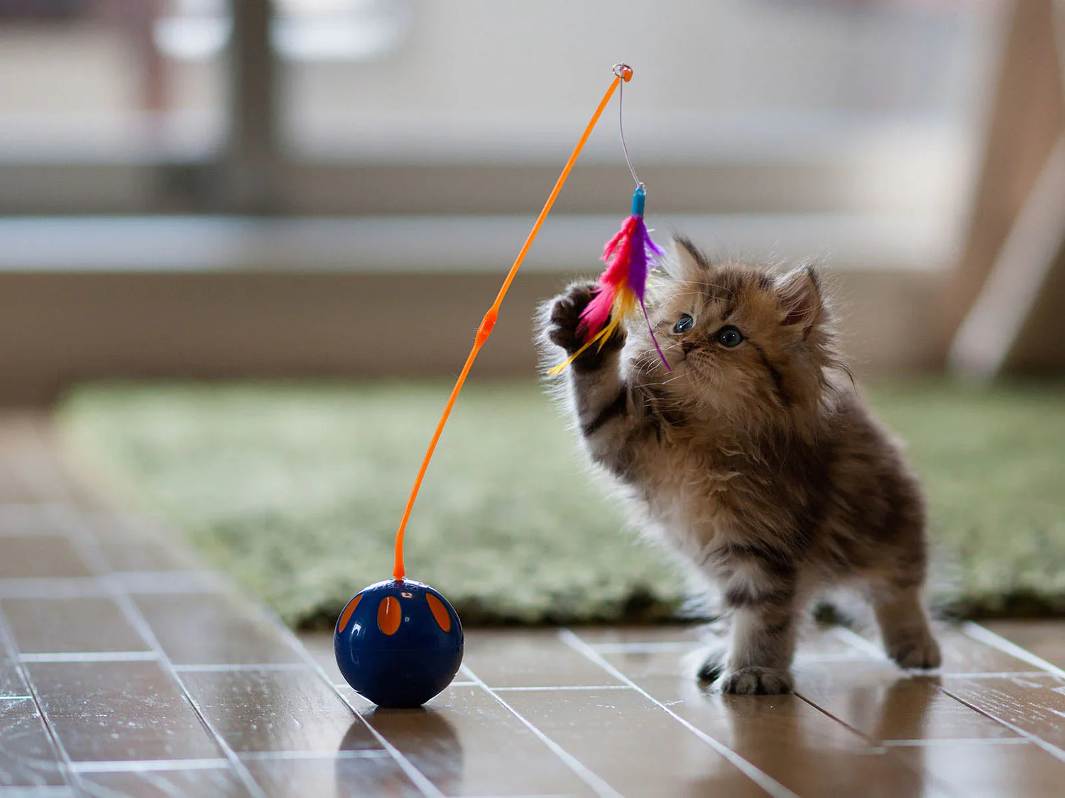 Cat Toys