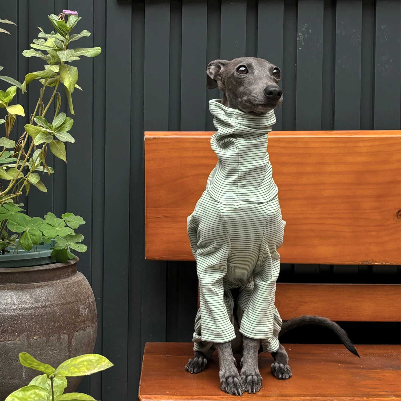 Italian Greyhound warm Clothes Fashion Striped Velvet Soft and Comfortable Dog Green stripe Hoodie Home Clothes