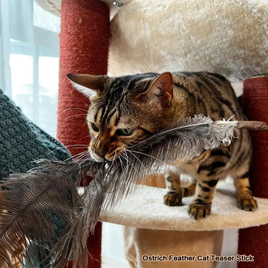 Cat Wand Toys Natural Huge Feather Stick Toys,3 Pcs Extra Long Teaser Sticks with Different Feathers Ostrich, Peacock, Chicken,